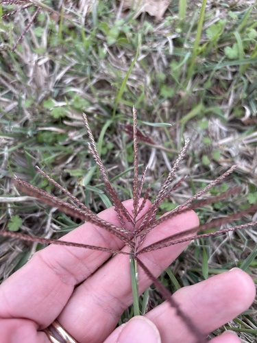 Chloris × subdolichostachya (shortspike windmill grass) (alternate view 2)