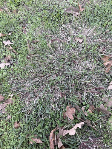 Chloris × subdolichostachya (shortspike windmill grass) (alternate view 3)