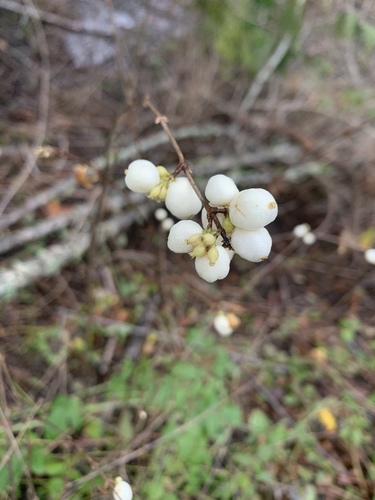 Symphoricarpos albus (snowberry)