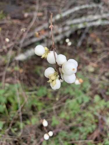 Symphoricarpos albus (snowberry) (alternate view 2)
