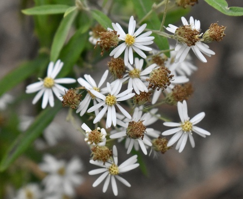 Olearia phlogopappa (Asthma Bush) (alternate view 3)