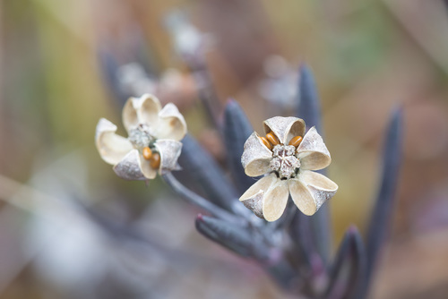 Andromeda polifolia (Bog Rosemary) (alternate view 4)