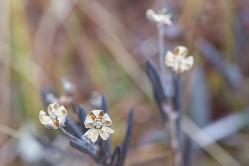 Andromeda polifolia (Bog Rosemary) (alternate view 5)
