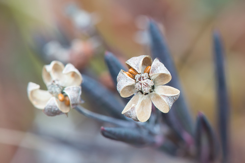 Andromeda polifolia (Bog Rosemary) (alternate view 6)
