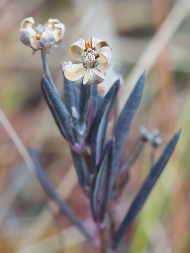 Andromeda polifolia (Bog Rosemary) (alternate view 7)