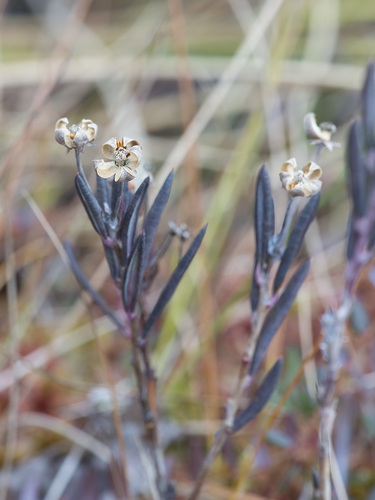 Andromeda polifolia (Bog Rosemary) (alternate view 8)