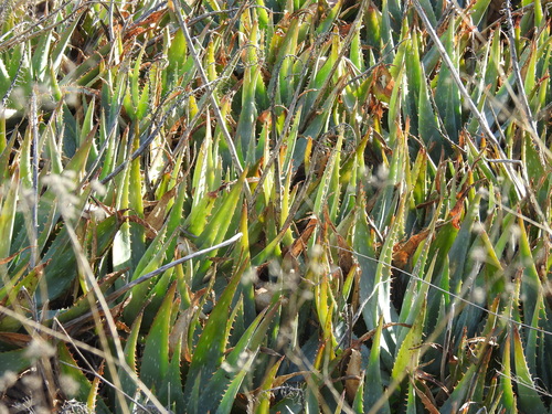 Aloe vera (Aloe Vera)