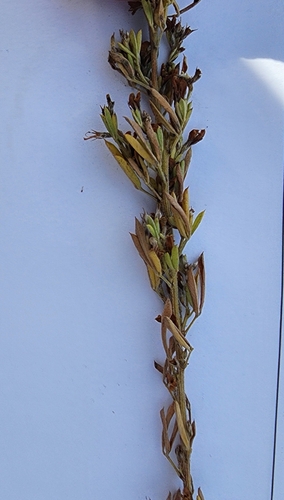 Lespedeza cuneata (Chinese bushclover)