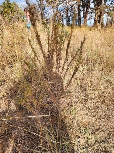 Lespedeza cuneata (Chinese bushclover)