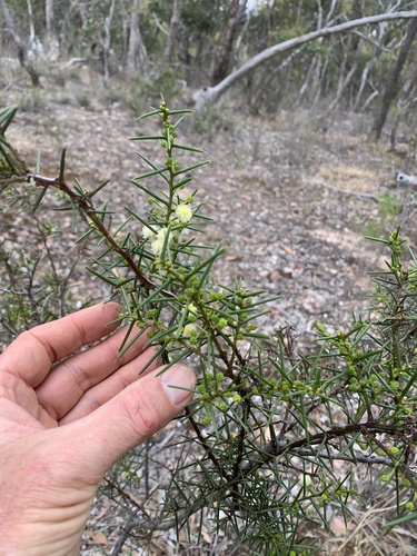 Acacia genistifolia (Spreading Wattle) (alternate view 7)