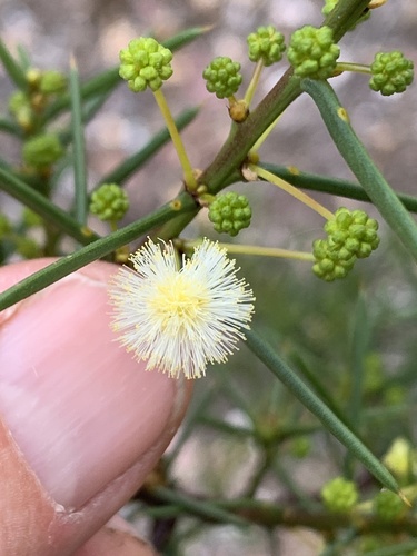 Acacia genistifolia (Spreading Wattle) (alternate view 8)