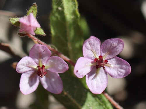 Thomasia petalocalyx (paper flower) (alternate view 5)