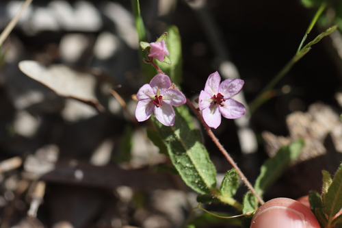 Thomasia petalocalyx (paper flower) (alternate view 7)