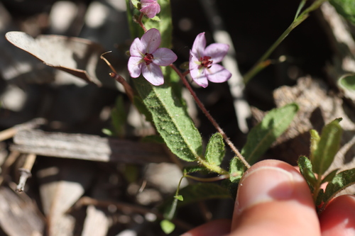 Thomasia petalocalyx (paper flower) (alternate view 8)