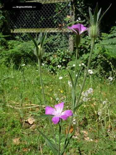 Agrostemma githago (corn cockle)