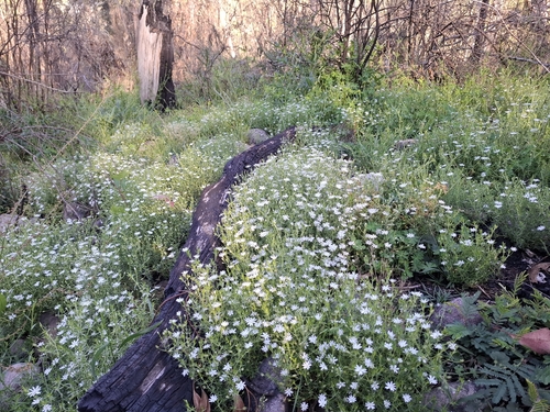 Stellaria pungens (prickly starwort) (alternate view 2)