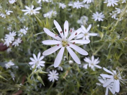 Stellaria pungens (prickly starwort) (alternate view 3)