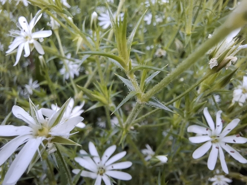 Stellaria pungens (prickly starwort) (alternate view 4)