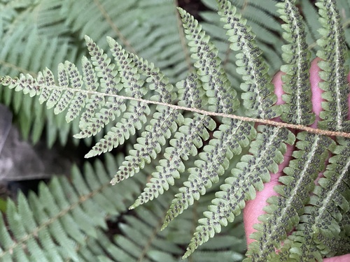 Dryopteris crassirhizoma (Thick-stemmed Wood Fern) (alternate view 3)