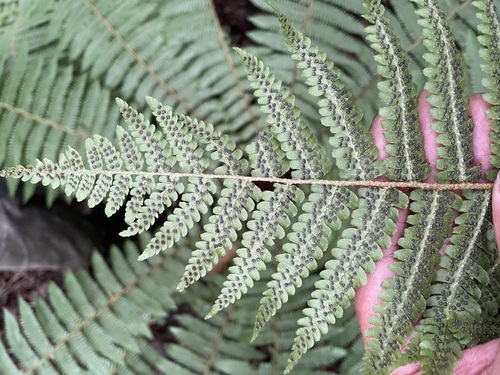 Dryopteris crassirhizoma (Thick-stemmed Wood Fern) (alternate view 4)