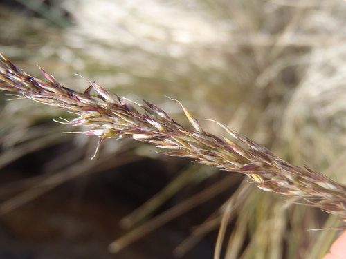 Muhlenbergia (muhly)