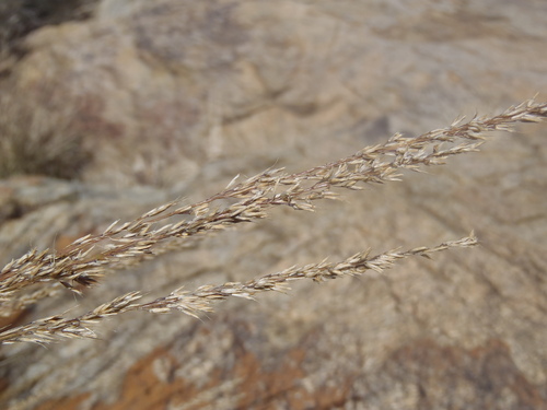 Muhlenbergia (muhly) (alternate view 3)