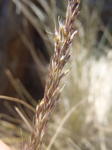 Muhlenbergia (muhly) (alternate view 2)