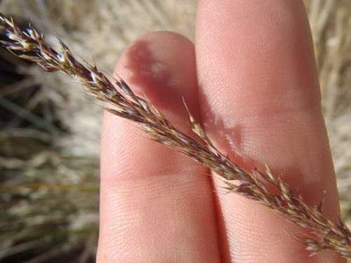 Muhlenbergia (muhly) (alternate view 4)