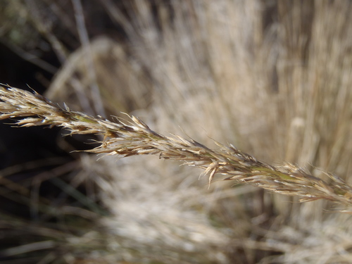 Muhlenbergia (muhly) (alternate view 5)