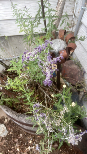 Salvia yangii (Russian Sage) (alternate view 7)