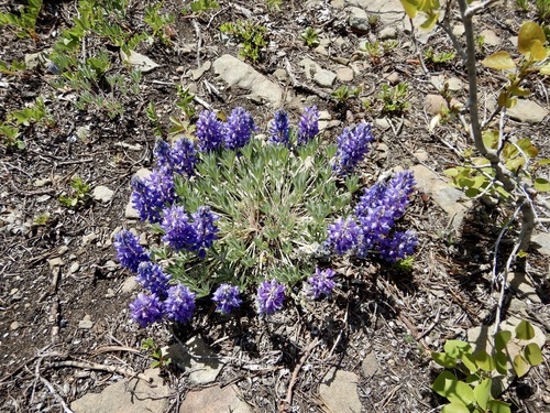 Lupinus lepidus (Dwarf Lupine)