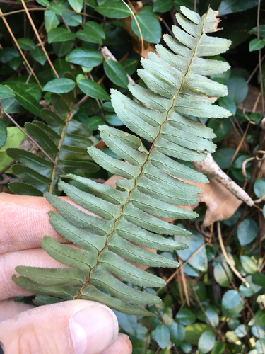 Nephrolepis exaltata (Boston Fern)
