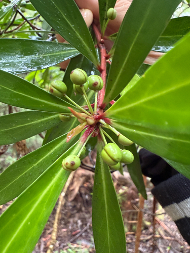 Tasmannia lanceolata (Mountain Pepper) (alternate view 5)