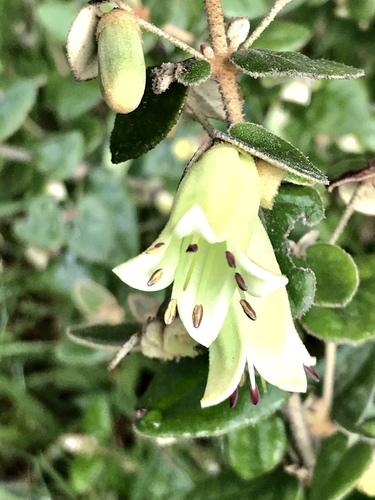 Correa reflexa (Common Correa) (alternate view 10)