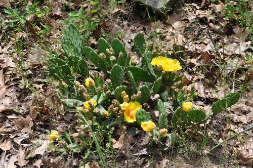 Opuntia cespitosa (Eastern Pricklypear) (alternate view 5)