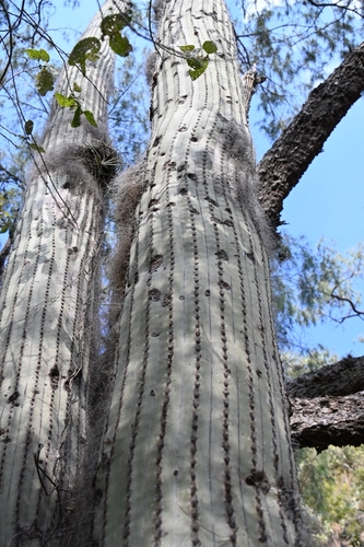 Cephalocereus senilis (Old Man Cactus)