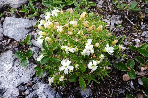 Silene acaulis (Moss Campion)