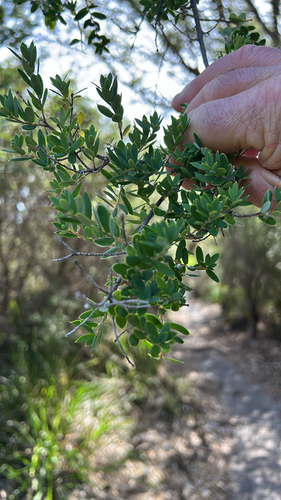 Monotoca elliptica (Tree Broom-heath) (alternate view 5)