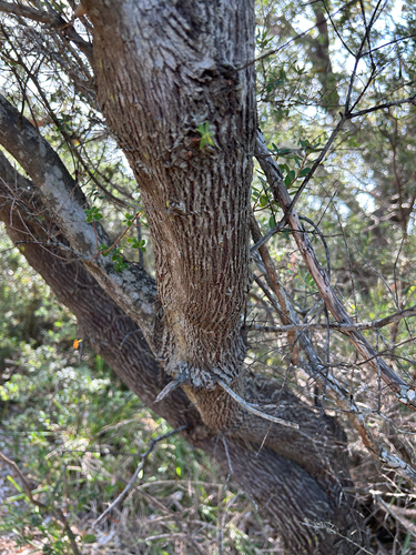 Monotoca elliptica (Tree Broom-heath) (alternate view 6)