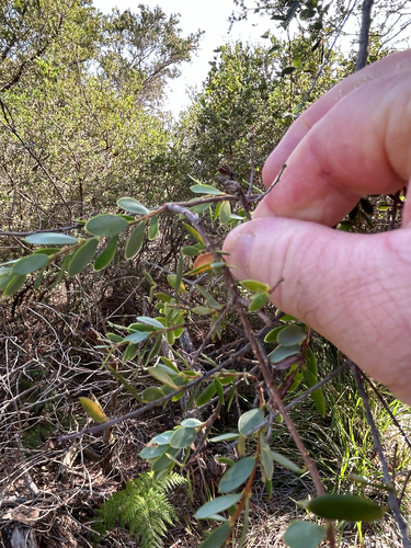 Monotoca elliptica (Tree Broom-heath) (alternate view 7)