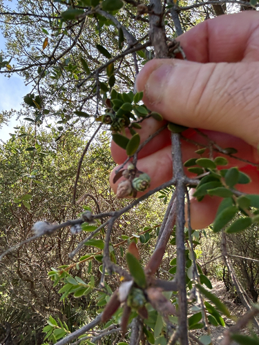 Monotoca elliptica (Tree Broom-heath) (alternate view 8)