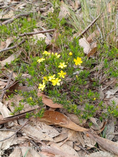 Hibbertia exutiacies (Prickly Guinea-flower) (alternate view 5)