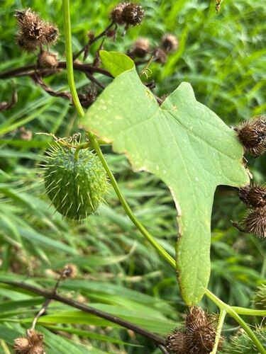 Echinocystis lobata (prickly cucumber)