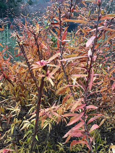 Spiraea thunbergii (Thunberg spirea) (alternate view 2)