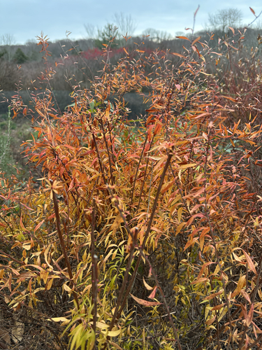 Spiraea thunbergii (Thunberg spirea)
