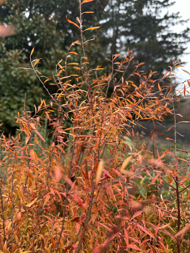 Spiraea thunbergii (Thunberg spirea) (alternate view 3)