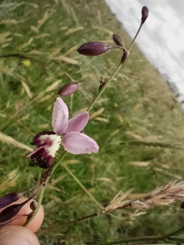 Arthropodium milleflorum (pale vanilla lily) (alternate view 9)