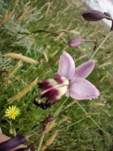 Arthropodium milleflorum (pale vanilla lily) (alternate view 6)