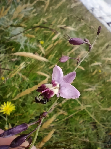 Arthropodium milleflorum (pale vanilla lily) (alternate view 5)