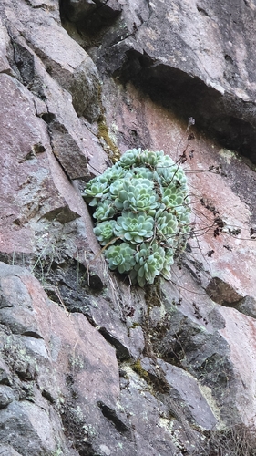 Echeveria elegans (Mexican Gem)